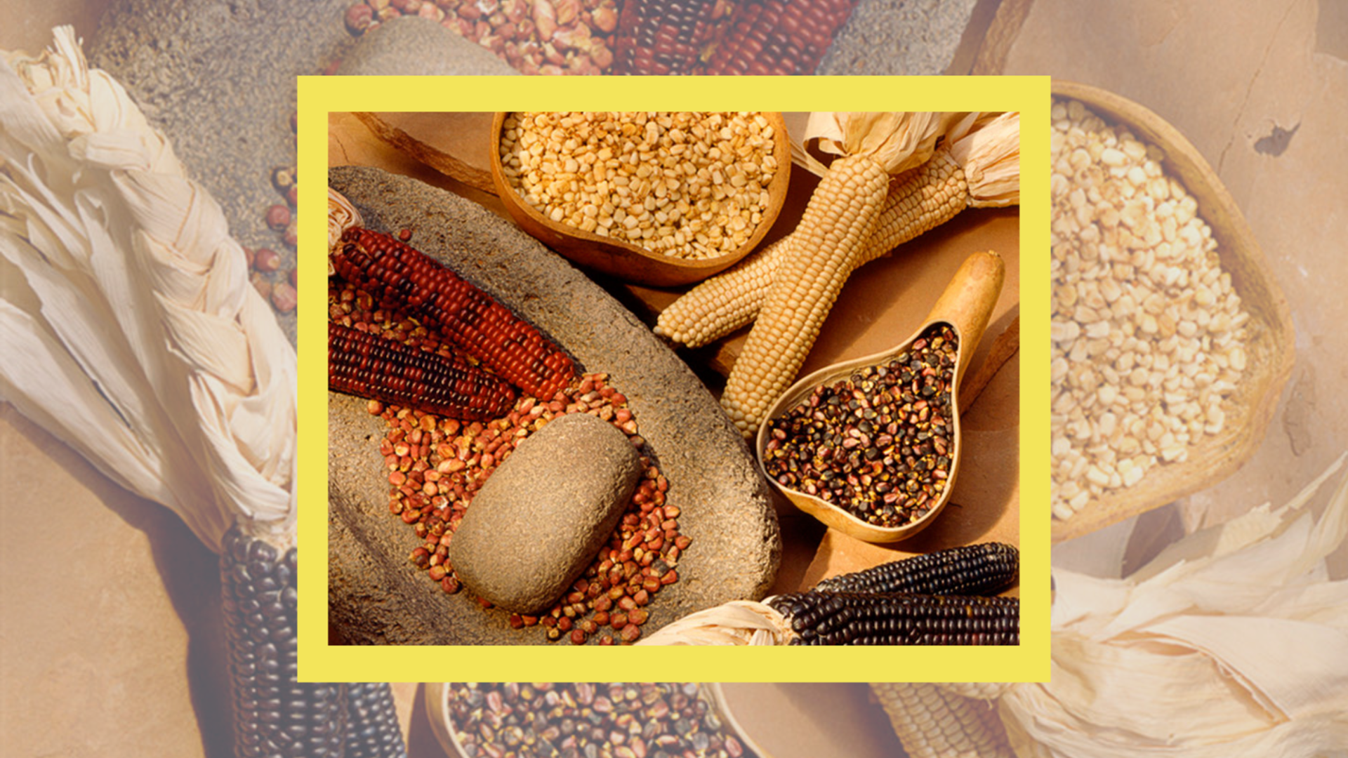 Assortment of multicolored corn varieties, kernels, and traditional grinding stone with a corn husk background