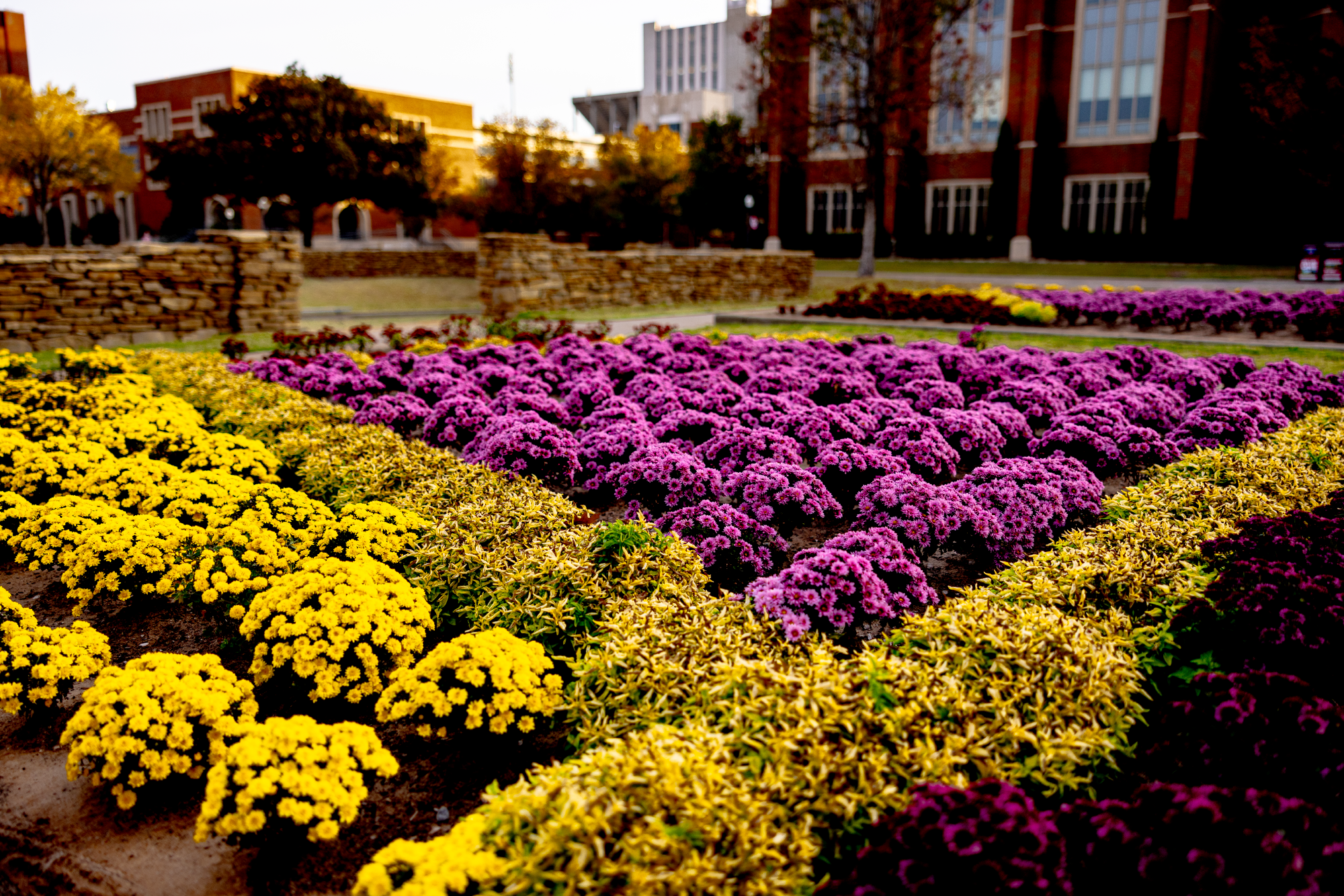 OU-campus_South-Oval-Mums_sunrise